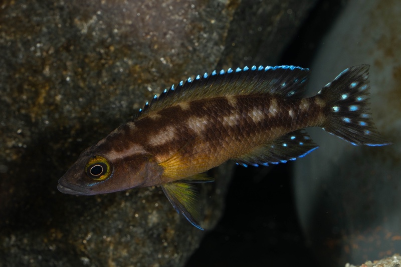Neolamprologus buescheri 'Kamakonde'